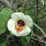 Hibiscus trionumFloare