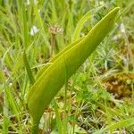 Ophioglossum vulgatum Лист