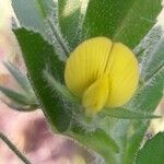 Ononis viscosa Flor