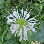 Monarda clinopodia Квітка