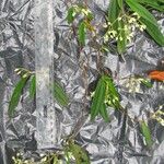 Centradenia paradoxa 樹皮