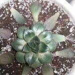 Echeveria purpusiorum Leaf