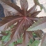 Ricinus communisഇല