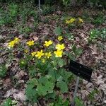 Ranunculus cortusifolius Flor