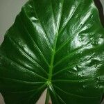 Alocasia macrorrhizos Levél