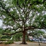 Quercus virginiana 整株植物