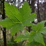 Ribes laxiflorum Hoja
