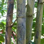 Bambusa vulgaris Bark