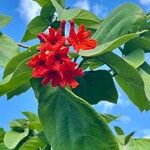 Cordia sebestena Flower