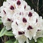 Rhododendron praevernum Flor