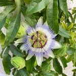 Passiflora caerulea Õis