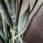 Dracaena trifasciata Blatt