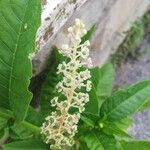 Phytolacca americanaFlower