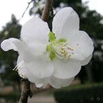Prunus mume Virág