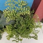 Adiantum capillus-veneris Hoja