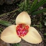 Tigridia pavonia Blüte