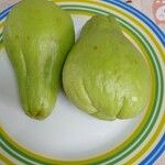 Sechium edule Φρούτο