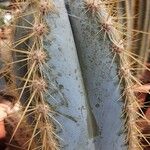 Pilosocereus magnificus Ліст