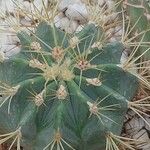 Ferocactus glaucescens Foglia