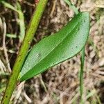 Talinum portulacifolium Fuelha