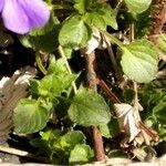 Viola montcaunica Leaf