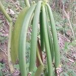 Vanilla planifolia Fruit