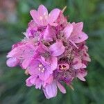 Armeria maritimaFiore