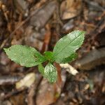 Celtis prantlii Hoja