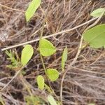 Cynanchum insipidum Blatt