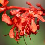 Clerodendrum buchananii Blomma