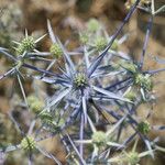 Eryngium aquifolium Flower