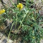 Glaucium flavum Συνήθη χαρακτηριστικά