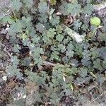 Oxalis corniculata 葉