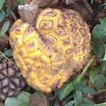 Myrianthus holstii Meyve