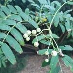 Sorbus hupehensis