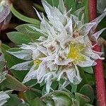 Paronychia argentea Λουλούδι