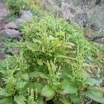 Mercurialis canariensis Blatt