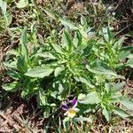 Viola arvensis Habit