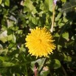 Taraxacum officinaleЦвят