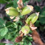 Crotalaria goreensis Hedelmä