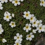 Androsace pubescens Habit