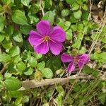 Dissotis rotundifolia Flor