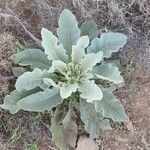 Verbascum sinaiticum Blatt