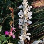 Salvia farinacea Flower