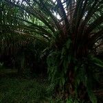 Elaeis guineensis Habit