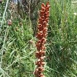 Orobanche rapum-genistae Агульны выгляд