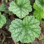 Heuchera americana 葉