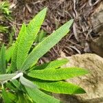 Buddleja loricata 葉