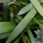 Agapanthus africanus Leaf