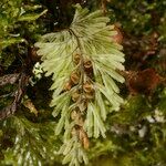 Hymenophyllum tunbrigense Övriga